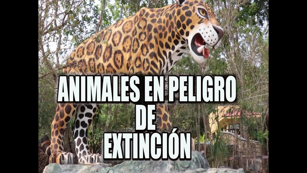 Fauna en peligro de extinción en Chiapas