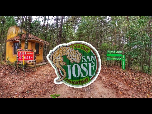 Flora y fauna de San Cristóbal de las Casas