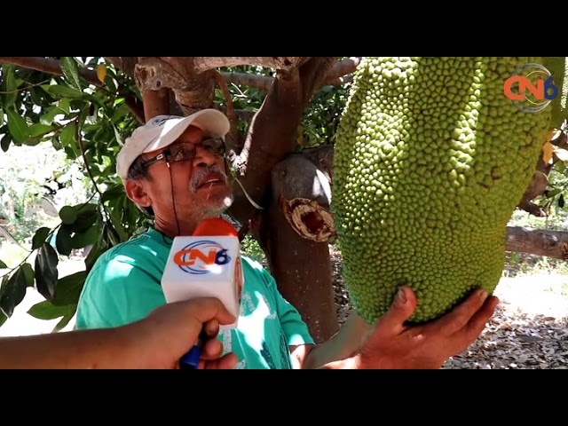 Fruta parecida a la guanábana: ¡Descúbrela!
