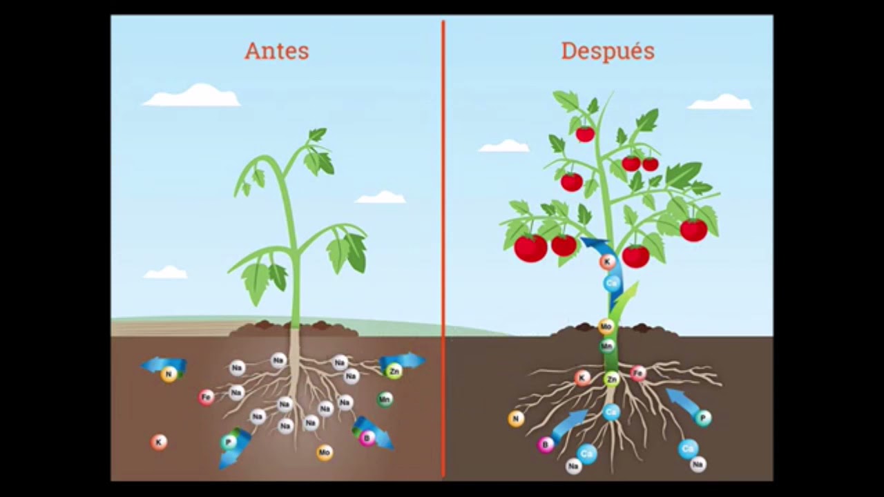 Función de minerales en las plantas