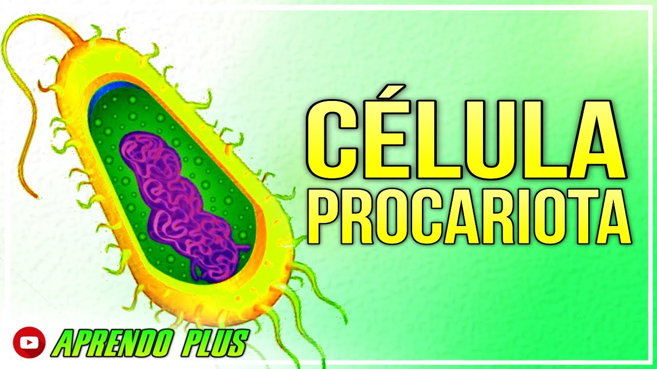 Función del flagelo en células procariotas