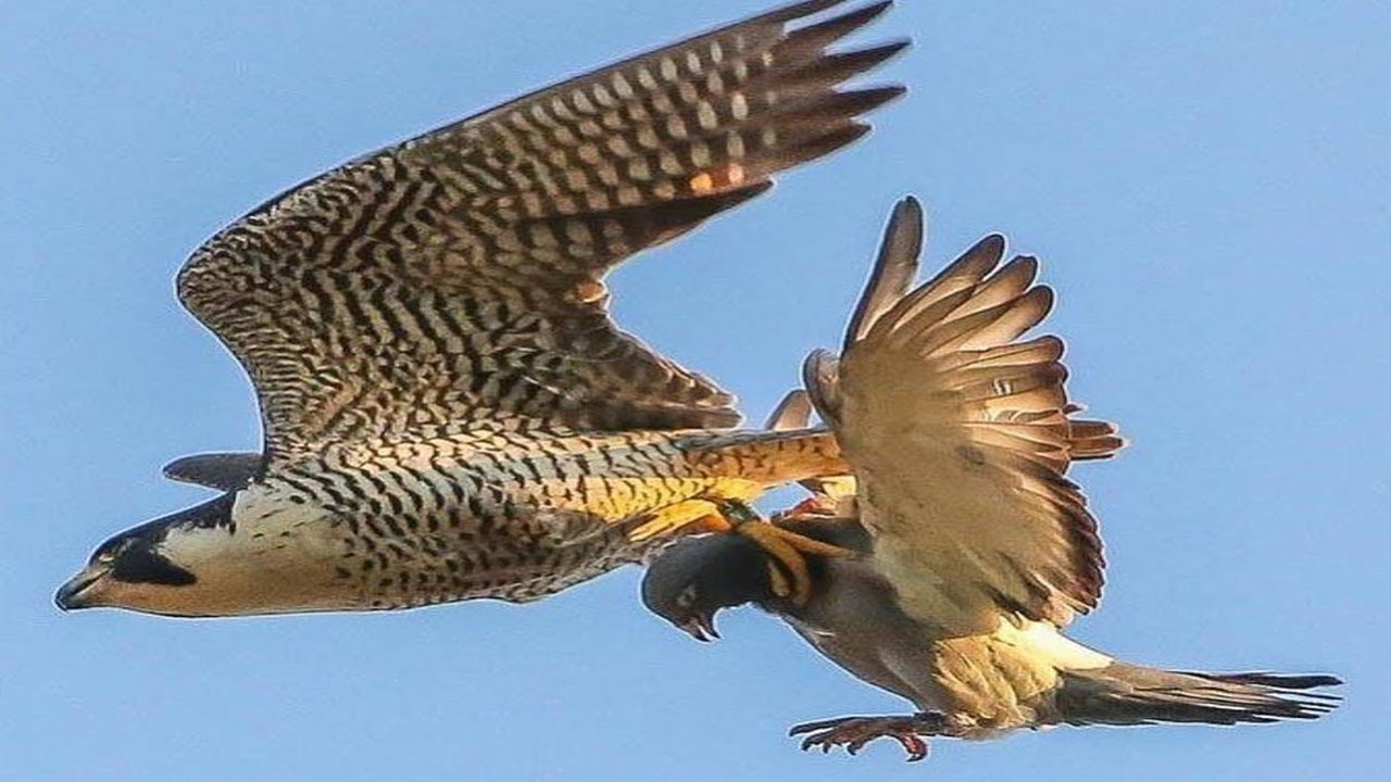 Halcones peregrinos en peligro: ¿Cómo ayudarlos?