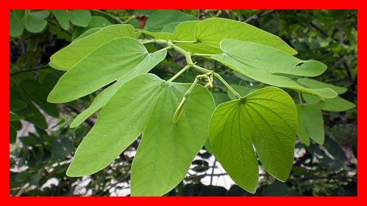Hoja de pata de vaca: ¡descubre sus beneficios!