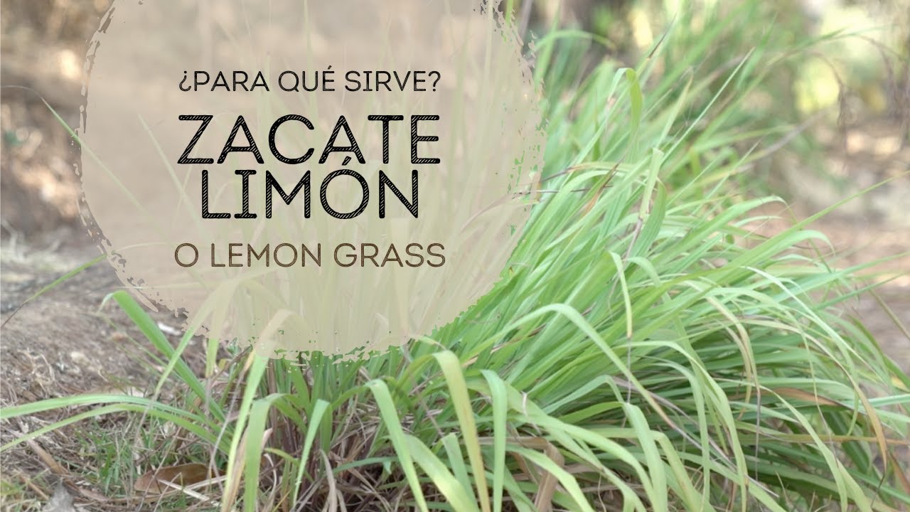 Hoja de té de limón: propiedades de esta planta medicinal