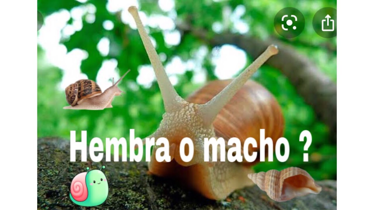 Identificando el sexo de un caracol