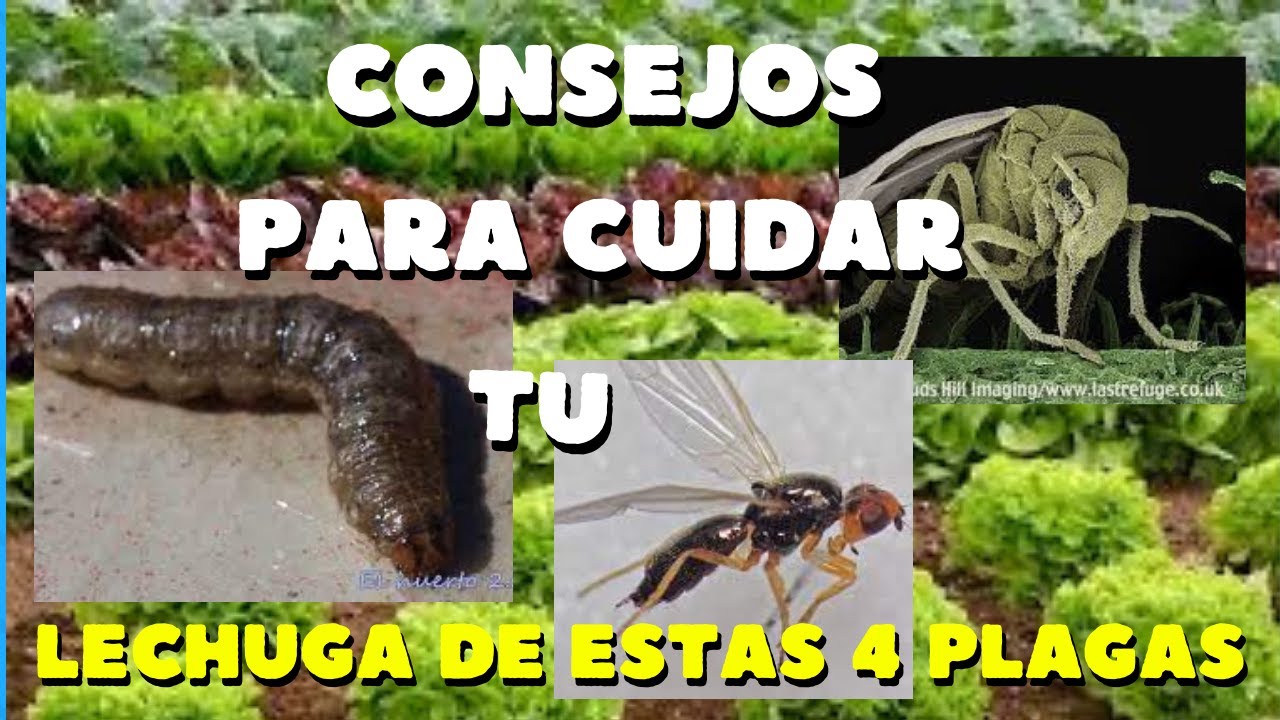 Identificando plagas en la lechuga
