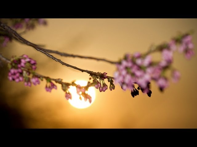 Impacto de la primavera en los cerezos