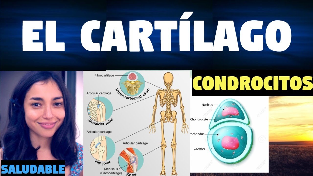 Importante función del tejido cartilaginoso en el cuerpo