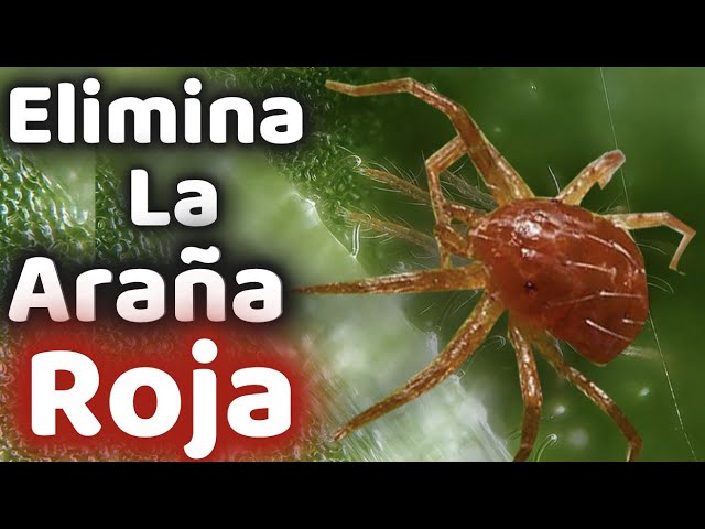Insecticida para araña roja en tomates: protege tu cultivo de plagas