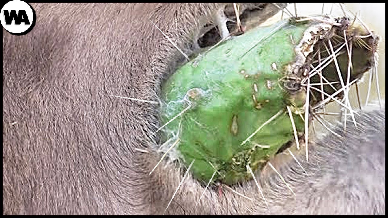 La alimentación de los camellos