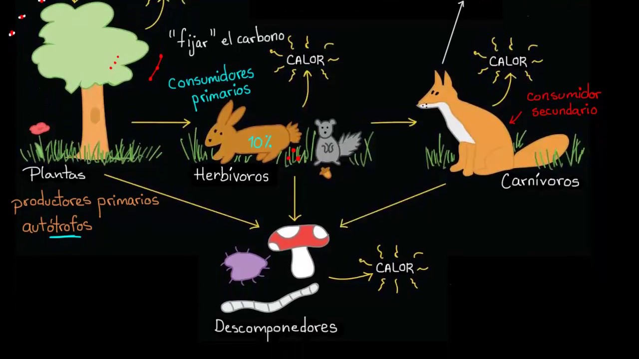 La conexión entre la física y la ecología: ¡te sorprenderá!