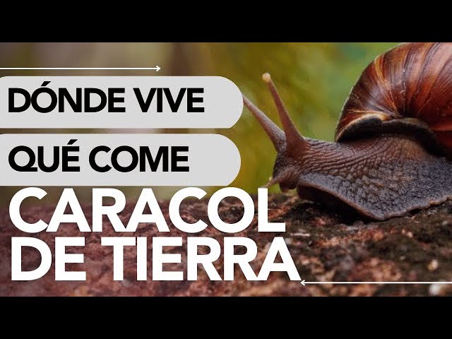 La fascinante vida de un caracol terrestre