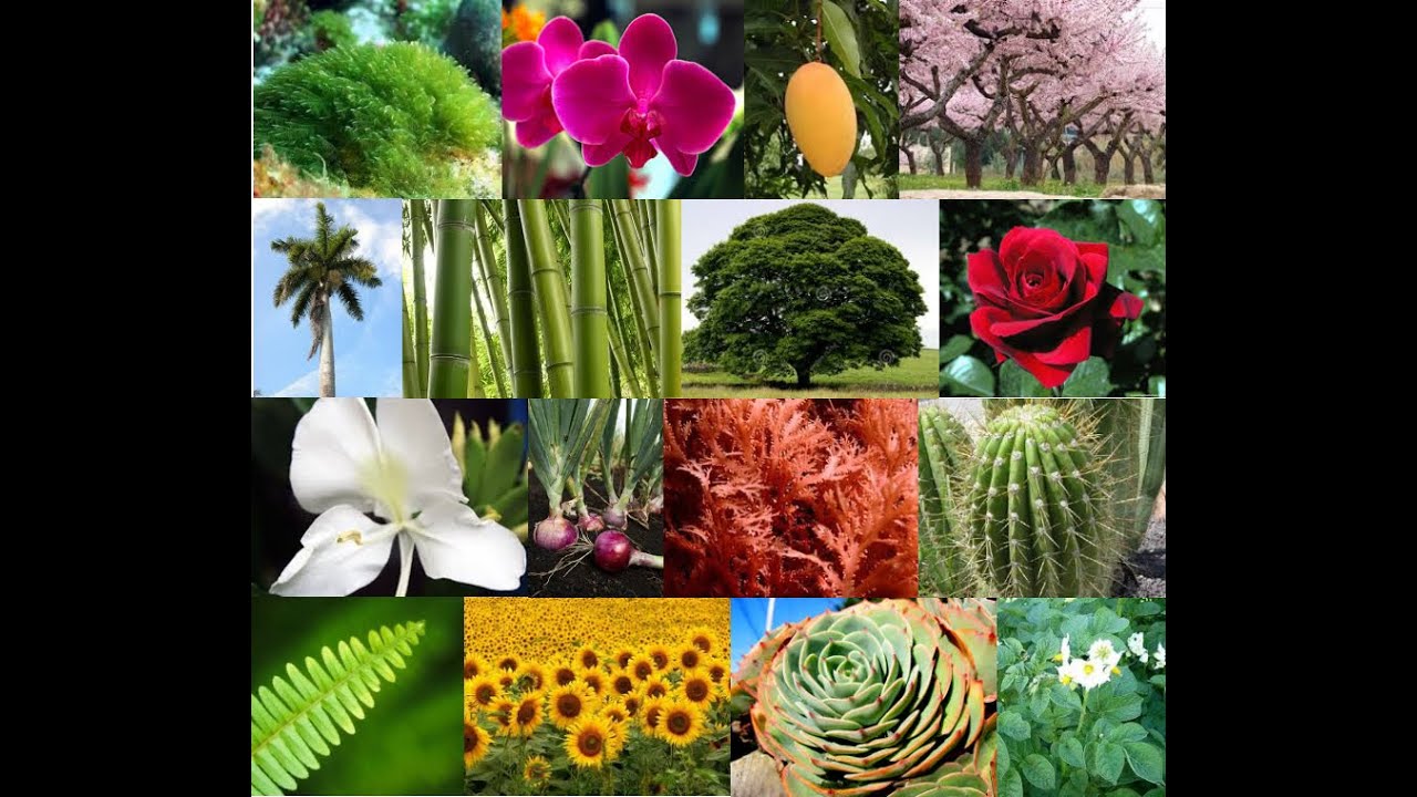 La importancia vital de las plantas para nuestro planeta