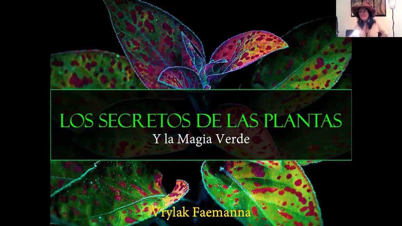 La magia de las hierbas: descubre sus tamaños y variedades