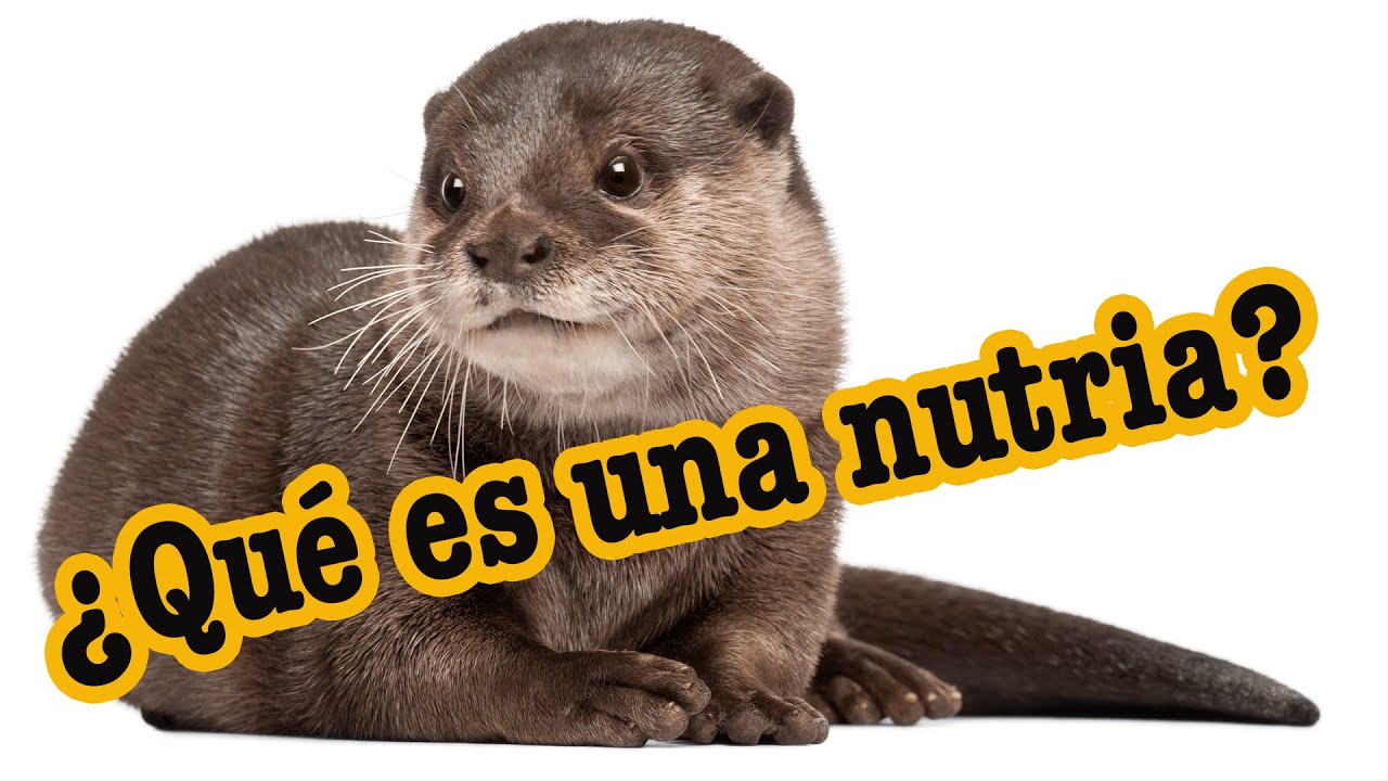 La nutria explicada para niños
