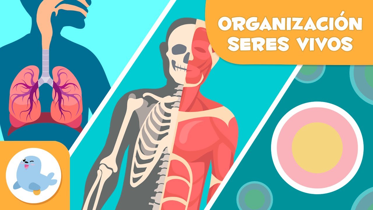 La organización celular: clave en la formación de tejidos