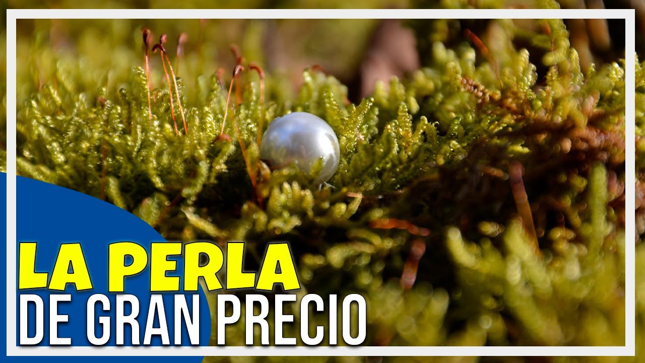 La pérdida de una perla y su significado