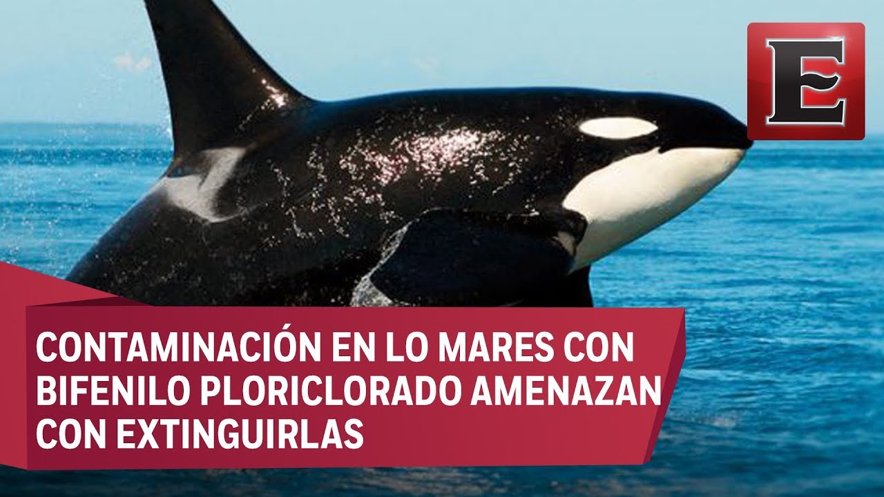 La preocupante situación de las orcas en peligro de extinción