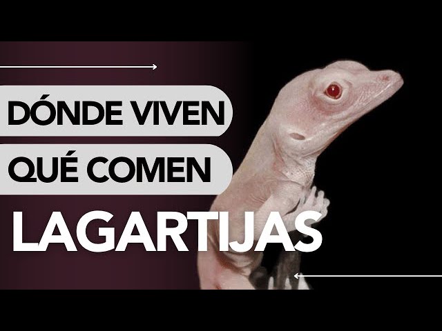 Las lagartijas y su sorprendente hábito alimenticio