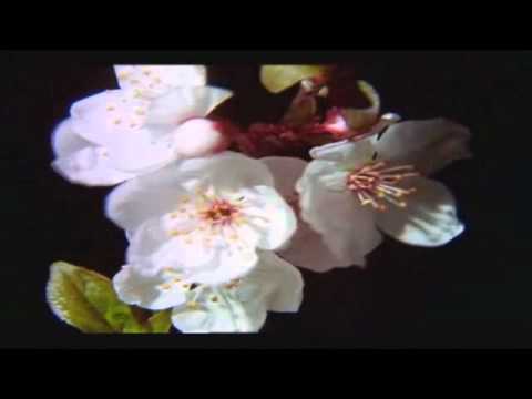 Letra de No Alcanzan las Flores: significado y reflexiones