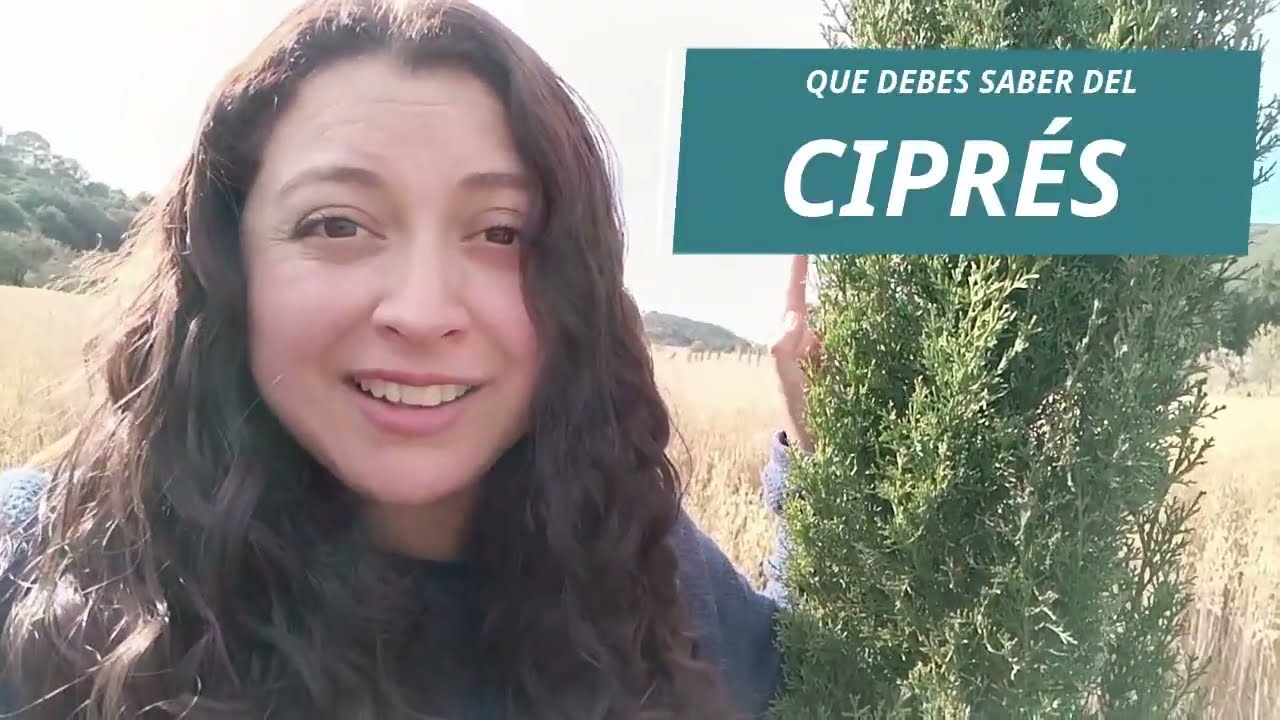 Longitud de las raíces de un ciprés