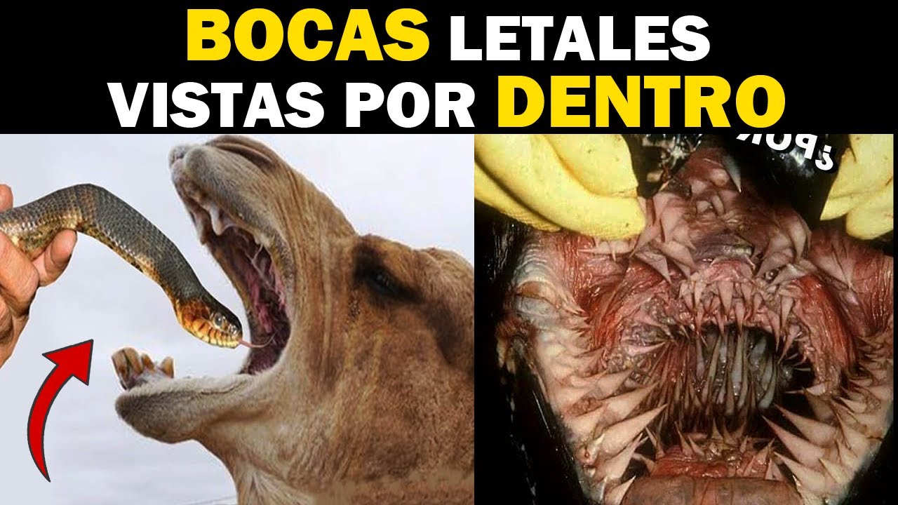 Los secretos que esconde la boca de una tortuga
