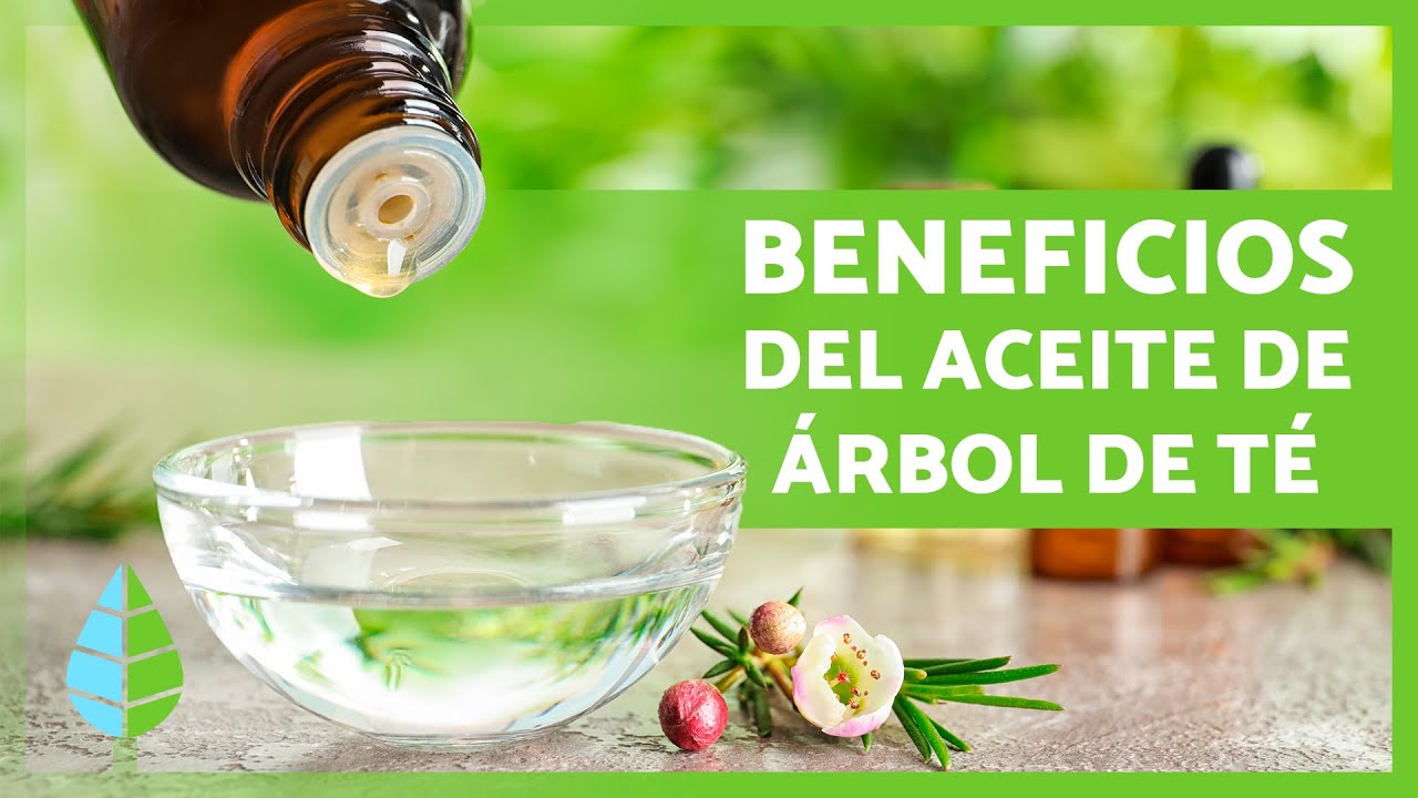 Los usos del árbol de té