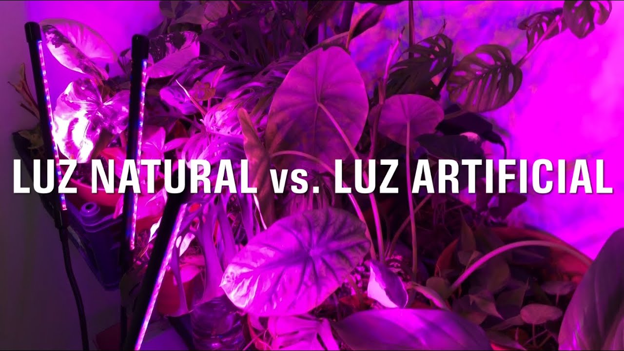 Luz natural vs. luz artificial: diferencias y beneficios