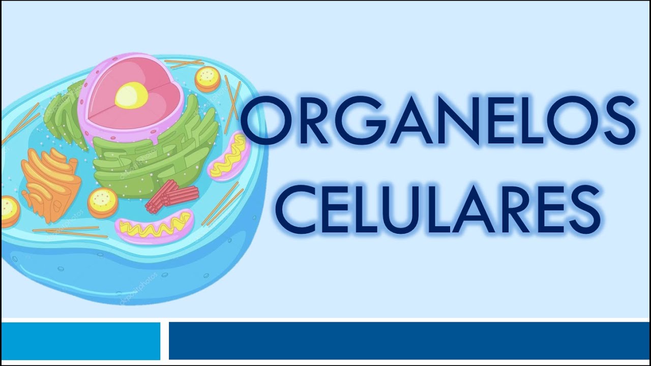 Mitocondrias y otros organelos membranosos en la célula