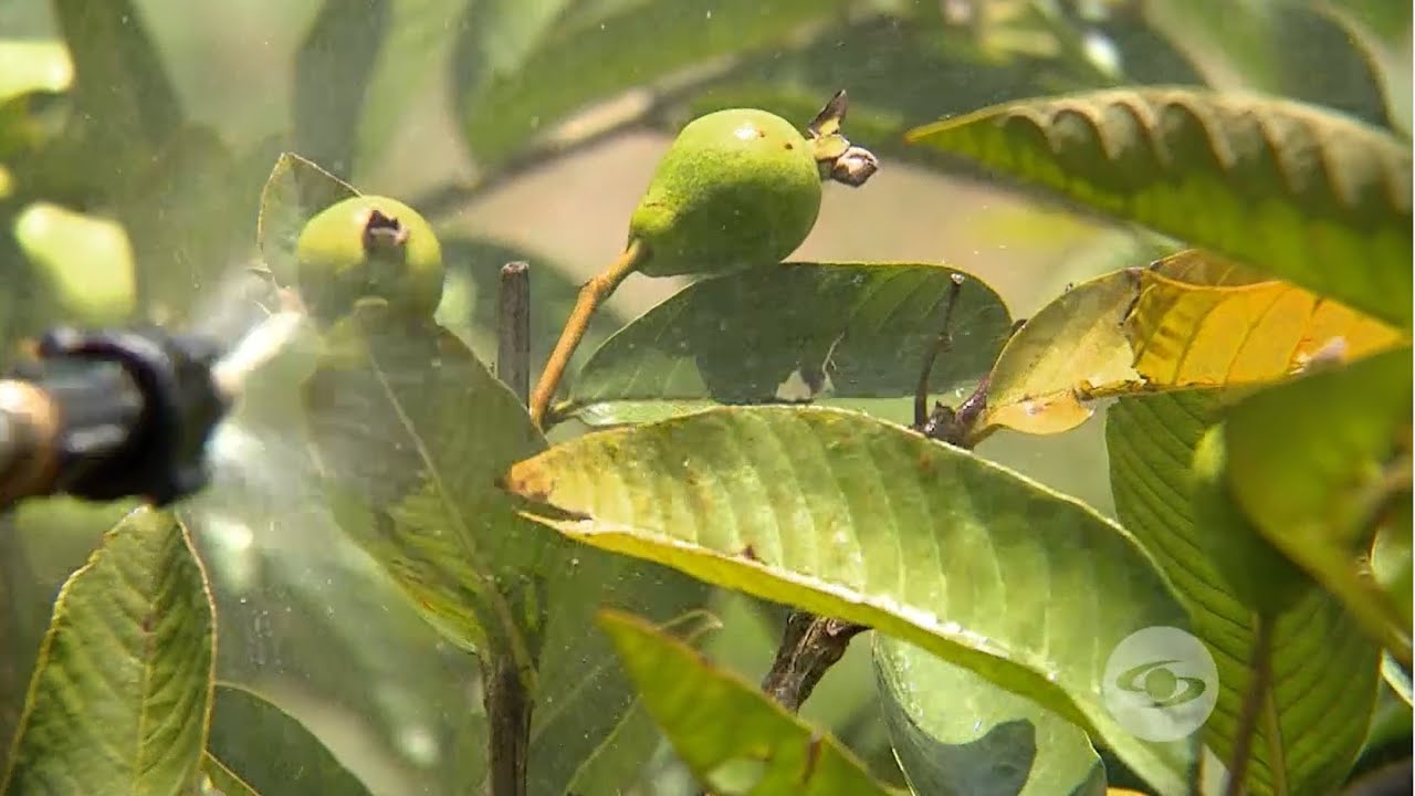 Motivos por los que la guayaba se ennegrece