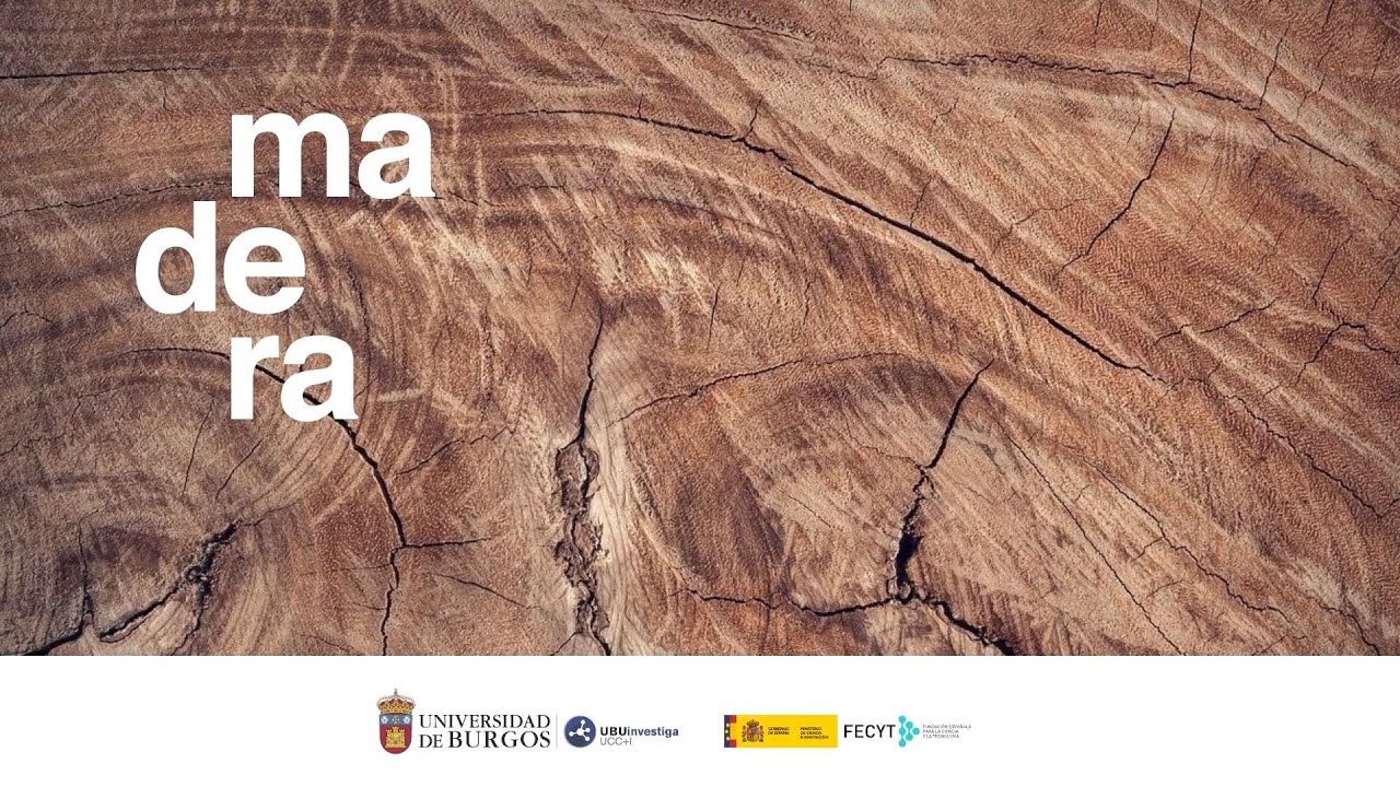 Origen de la madera y su uso