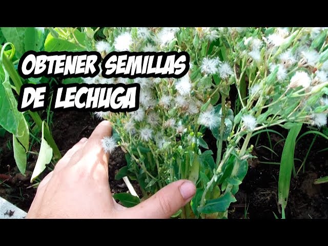 Origen de la semilla de la lechuga