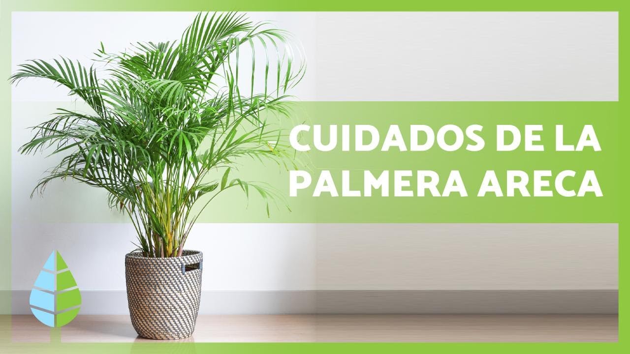 Palma Areca: sol o sombra