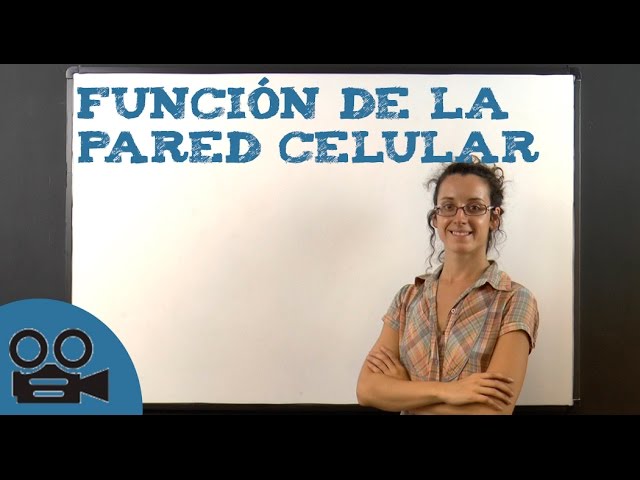 Pared celular: función y características
