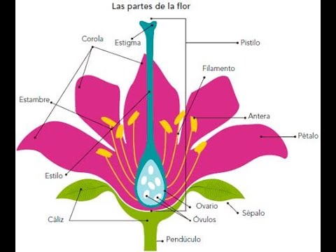Parte inferior del pistilo con óvulos
