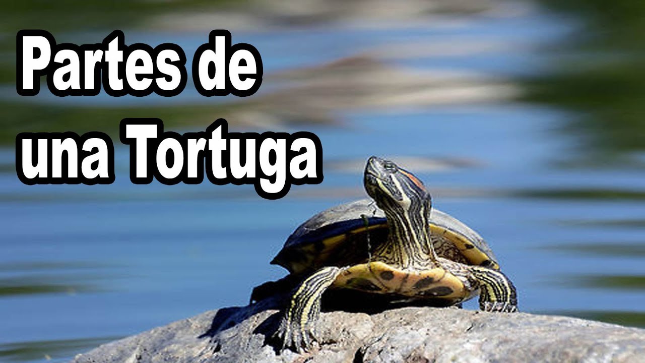 Partes del cuerpo de una tortuga
