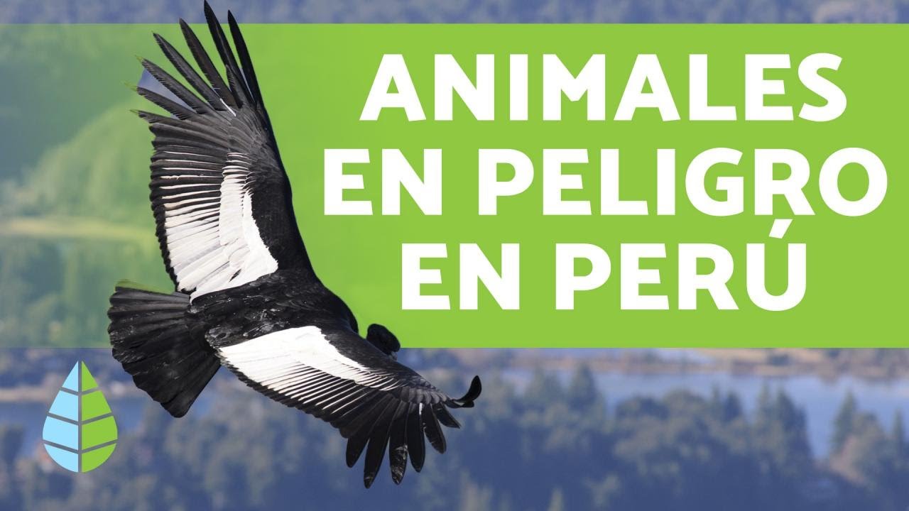 Peces en peligro de extinción en Perú