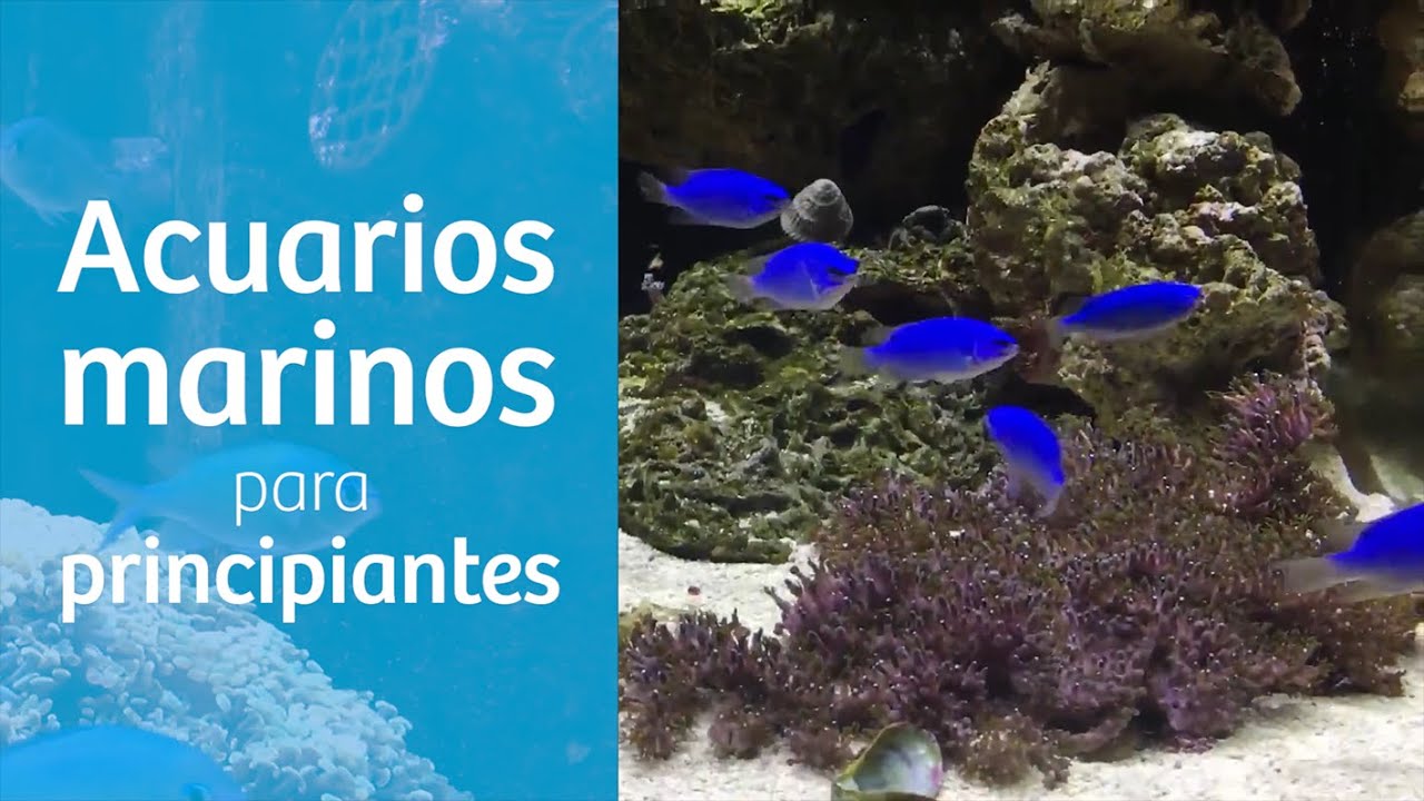 Peces marinos que remontan ríos para reproducirse