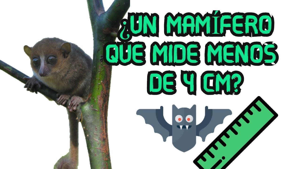 Pequeño mamífero que cabe en una mano