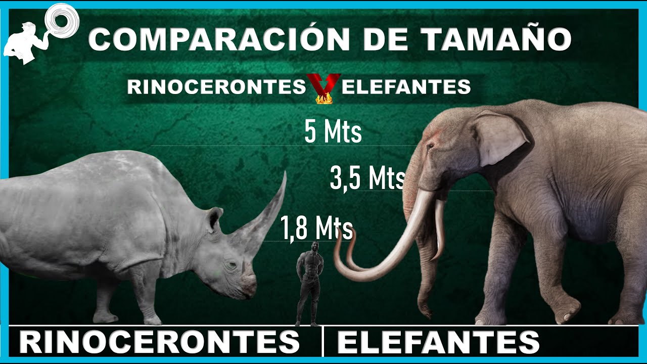 Peso comparado entre elefantes y hipopótamos