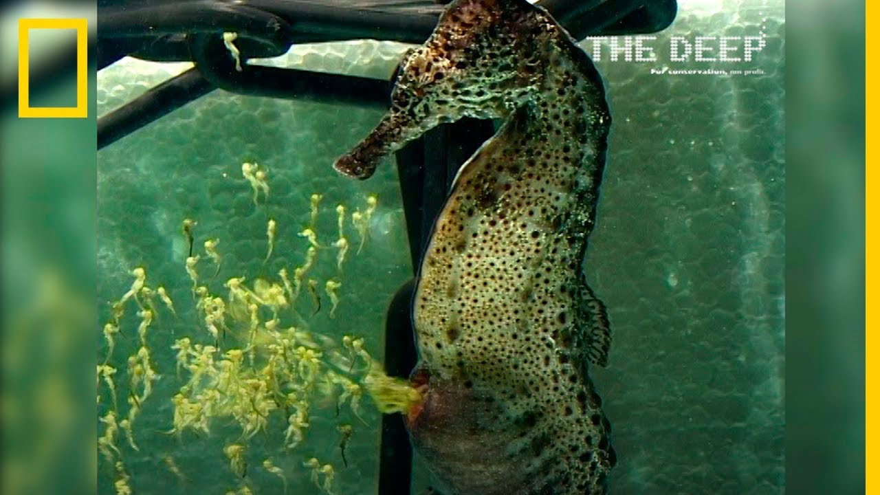 Peso del caballito de mar: ¡sorprendente!