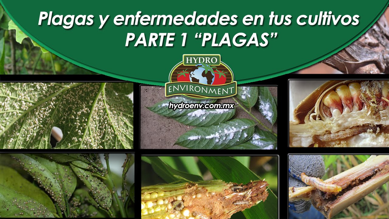Plagas que dañan la agricultura