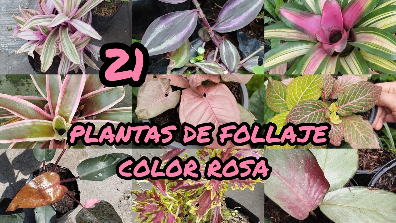 Planta con hojas rosadas y verdes