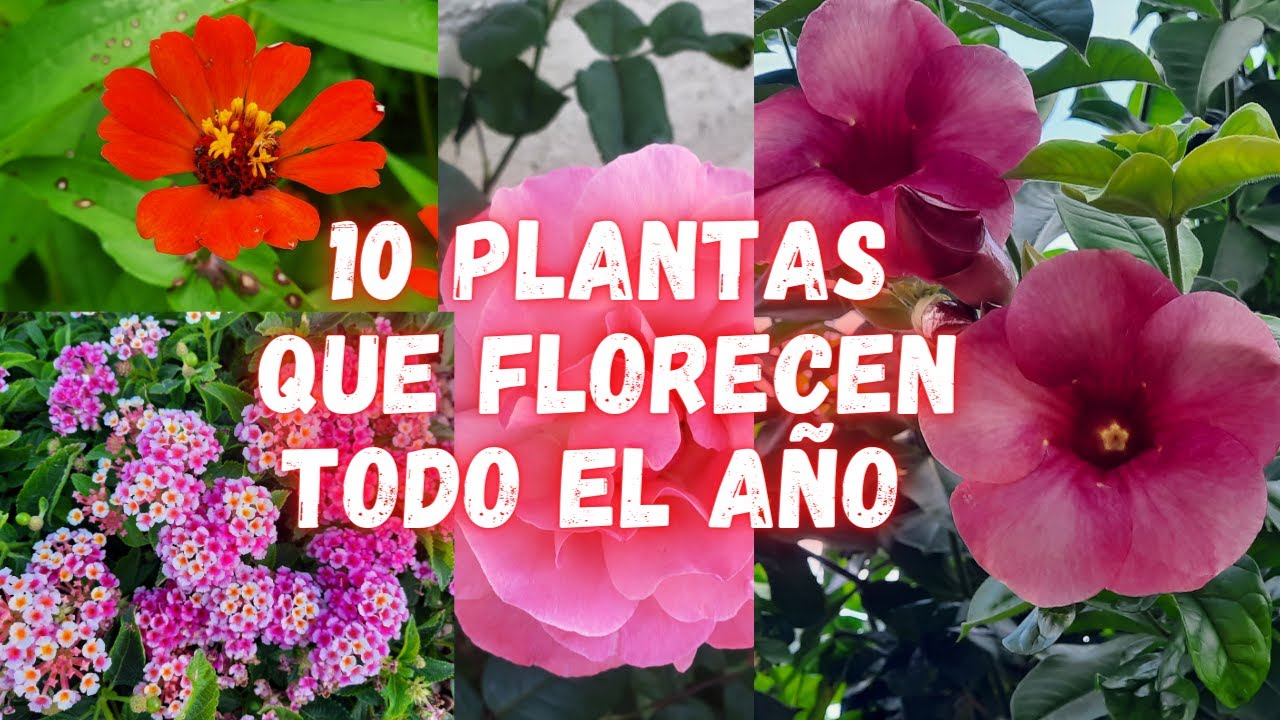 Plantas comunes en los pastizales
