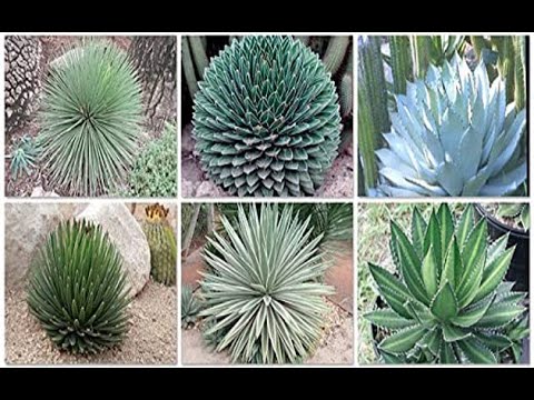 Plantas de Coahuila: conoce sus nombres