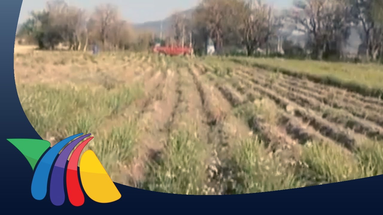 Plantas medicinales de Puebla: ¡Descúbrelas!