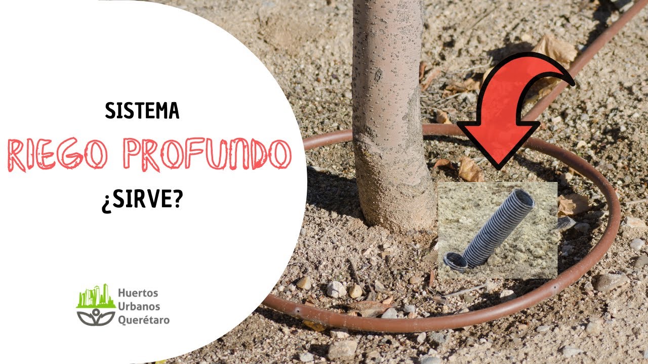 Plantas para veredas de poco riego: ¡Ideas prácticas!