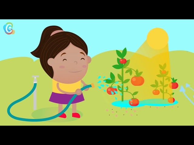 Plantas y vida primaria: conoce sus necesidades esenciales