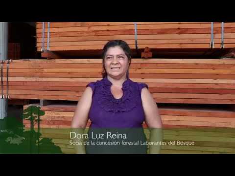Proceso de obtener madera de forma sostenible