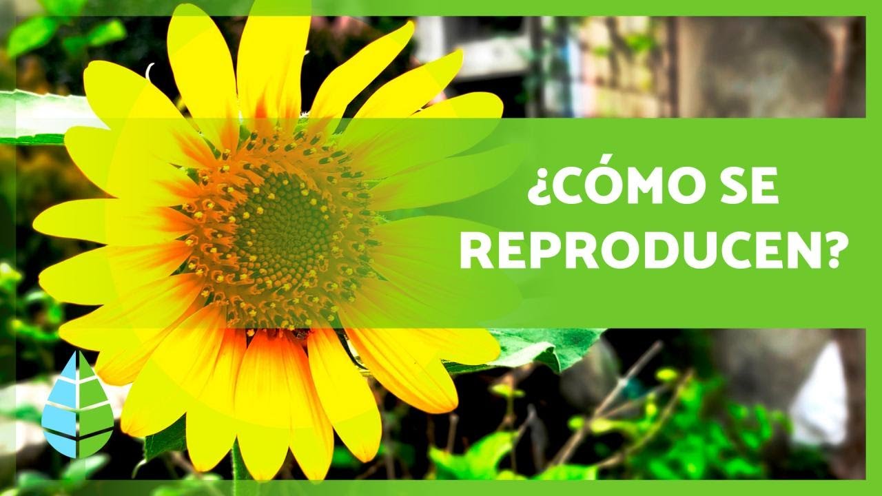 Proceso de reproducción de las plantas con flores